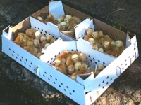 The first batch of 100 kukus arrives. Of these, 46 males and 50 females made it to maturity!