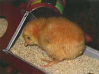 The first timid kuku eats at the feeder.