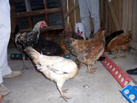 The feeder and the drinking system obviously work as the chicks reach maturity.