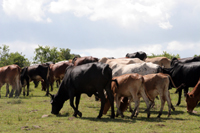 The herd is now 26 strong and growing.