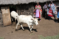 The first two female cows to arrive, Janet and Mary. You can have a cow named for someone special. It doesnt come wrapped, or in a Tiffany box, but a photo with the personalized cowbell will be sent to the recipient of your thoughtfulness, along with the gratitude of the village mamas and children.