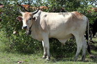 Meet Big Als son, Bert.